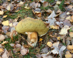 Rudens taču.
