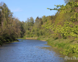 Bārtas upe pie Dūkupjiem pavasarī.