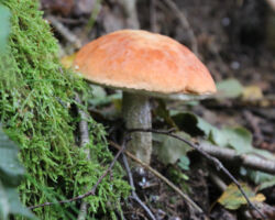 Tas Bārtas apšu kundziņš! Daba visā krāšņumā!