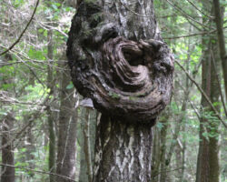 Lūk, dabas takas maršrutā iespaidīgs māzers (lai mani palabo dabas ziņi) Fantastisks skats!