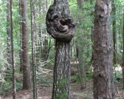 Taka tieši blakus dabas brīnumam labi saskatāma, vien mazliet nokrituši zari gājēju pilnīgu komfortu pieklusina.