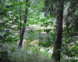 Skats uz Bārtas upi tieši no potenciālās takas. Tipiska ainava. Upe šeit ūdenszālēm ļoti bagāta.