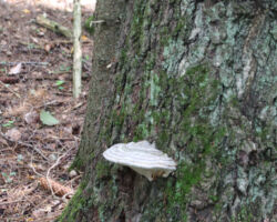 Jā, dabas daudzveidība. Piepēm sava "republika".