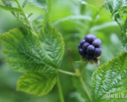 Daba uzrunā. Romantika, biotopu daudzveidība un blakus - tehnoloģiju mantojums.