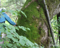 Liekas, ekspedīcija dižkoku apzinājusi. Stumbra apkārtmērs tam atbilst. Tak mērījām, kā nu mācējām - un acu augstumā.