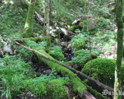 Daba visā savā daudzveidībā un krāšņumā.