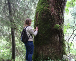 Iespējams, atkal viens dižkoks, šoreiz tā liepa.