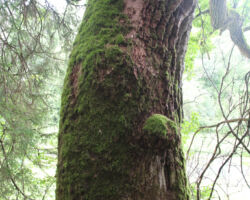 Apmērot un rezultātus internetā vērtējot,- liekas, nākamais dižkoks maršrutā. Bet ne jau titulos tā būtība, protams.