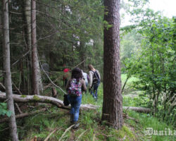 Krituši koki uz takas azartu nemazina. Taču, ja sarīkotu talku un Latvijas Valts mežu vadītā procesā tos novāktu? Tu nāktu talkā?