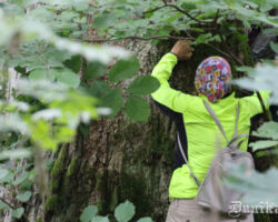 Te ir ko pētīt, tik garš mūžs kokam piedzīvots. Veseli divi Pasaules kari jau nu noteikti..