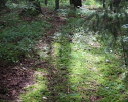 Ceļā uz kempingu "Ods" taka jau gandrīz iekārtota - to jau izdarījuši paši kempinga saimnieki.