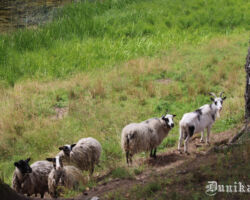 Skat, neesam vieni uz takas. Notiek upmalas zāles garuma aktīva un kontrolēta ekoloģiskā limitēšana! ( Piedodiet, humors par birokrātu izteiksmes stilu)!