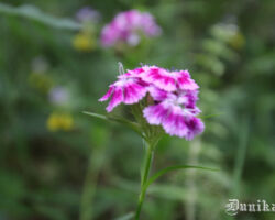 O, daba! Ja būtu iespēja izlikt informāciju par vērtīgajiem biotopiem... Sapnis, protams! Varbūt reāls un kopā īstenojams?