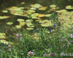 Bārtas krasts vasarā.