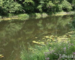 Interesanti, bet uz aukšteci upes gultne daudz brīvāka no augiem.