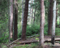Meža ainava.