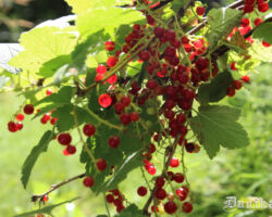 Kā gan mežā tik daudz sarkano jānogu krūmu? Zinātāji saka- te reiz pļava bijusi, ganiņi laukmalā ganāmpulus vaktējuši.