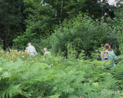 Upes mala pavisam tuvu, iespaidīgās papardes un krūmi ceļmalā mūs izaicina.