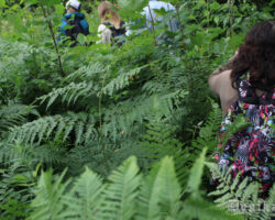 Romantiski un iespaidīgi- papardes sargā to upmalu.