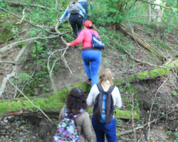 Mežā pavisam cits skats – sākumā daudz kritušu koku trases maršrutā. To visu dokumentējam- te talciniekiem varētu būt darbs!