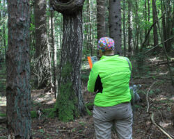 Redz, takas malā arī unikāls dabas objekts- liels māzers.