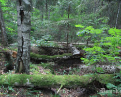 Daba savā majestātiskumā!