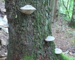 Piepes laikam te trepi eglē taisa...