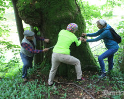Iespējam, taps pieteikums dižkokam. Un tas viss tieši pie takas!
