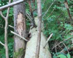 Arī kokam savs mūžs.