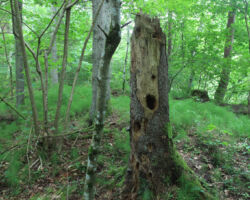 Neticami un iespaidīgi! Daba!