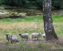 Aitas viennozīmīgi labākas par trimmeri!!