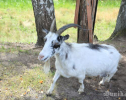 Kurš mežā galvenais??