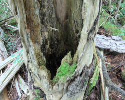 Te var apstāties un par mūžīgo steigu pasmaidīt!