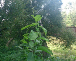 Skats uz Vīles tiltu no Bārtas upes augšteces Dunikas puses. 2015.08.23. Andra Baloža foto.