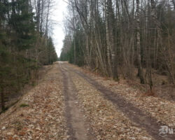 Latvijas Valsts mežu ierīkotais ceļš Liepājas - Rucavas dzelzceļa stigas vietā 2018.04.26. Aigara Prūša foto.