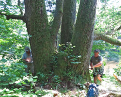 Dižkoku apzināšana pie Bārtas upes 2012.07.26. Julitas Klušas foto.