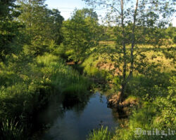 Ječupīte 2015.07.02. Julitas Klušas foto.
